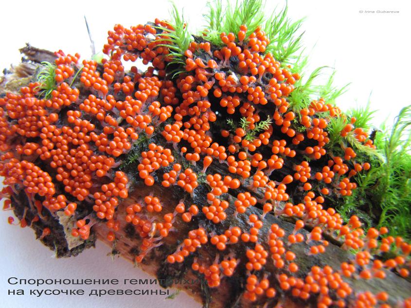 Гемитрихии (H. clavata) на древес_02.10.11_30.JPG