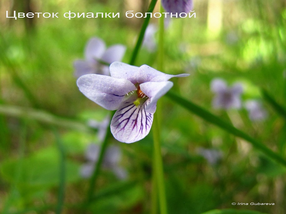Цветок фиалки болотной. Фото И.Губаревой